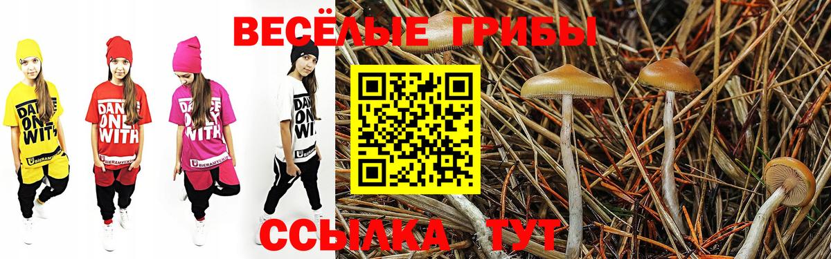Солнечногорск  Псилоцибиновые грибы Psilocybe  Вход с VPN 
